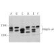 Integrin α4/ITGA4/CD49d Antibody (C-2) - Western Blotting - Image 374852 