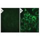 Integrin α5/ITGA5/CD49e Antibody (1) - Immunofluorescence - Image 132356