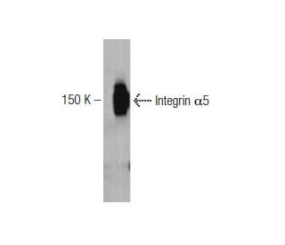 Integrin &alpha;5/ITGA5/CD49e Antibody (1) - Western Blotting - Image 127507 