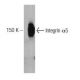 Integrin α5/ITGA5/CD49e Antibody (1) - Western Blotting - Image 127507 