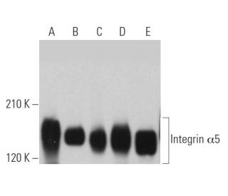 Integrin &alpha;5/ITGA5/CD49e Antibody (A-11) - Western Blotting - Image 361575 