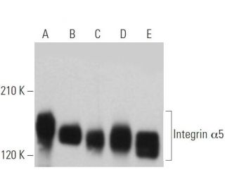 Integrin &alpha;5/ITGA5/CD49e Antibody (B-4) - Western Blotting - Image 361579 