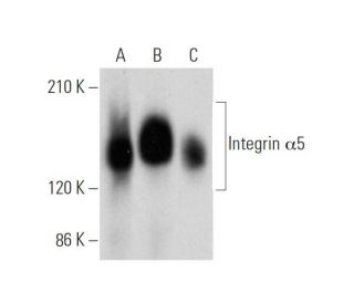 Integrin &alpha;5/ITGA5/CD49e Antibody (D-9) - Western Blotting - Image 319544 
