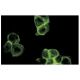 Integrin α5/ITGA5/CD49e Antibody (HMα5-1) - Immunofluorescence - Image 12198 