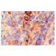 Integrin α5/ITGA5/CD49e Antibody (HMα5-1) - Immunohistochemistry - Image 5204 