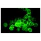 Integrin α5/ITGA5/CD49e Antibody (MFR5/5H10) - Immunofluorescence - Image 10174