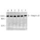 Integrin α6/ITGA6/CD49f Antibody (2Q959) - Western Blotting - Image 353700