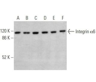 Integrin &alpha;6/ITGA6/CD49f Antibody (2Q959) - Western Blotting - Image 355267 