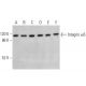 Integrin α6/ITGA6/CD49f Antibody (2Q959) - Western Blotting - Image 355267 
