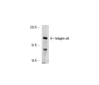 Integrin &alpha;6/ITGA6/CD49f Antibody (4F10) - Western Blotting - Image 14812