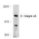 Integrin α6/ITGA6/CD49f Antibody (4F10) - Western Blotting - Image 14812