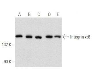Integrin &alpha;6/ITGA6/CD49f Antibody (541A11) - Western Blotting - Image 354803 