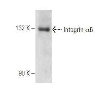 Integrin &alpha;6/ITGA6/CD49f Antibody (BQ16) - Western Blotting - Image 10825 