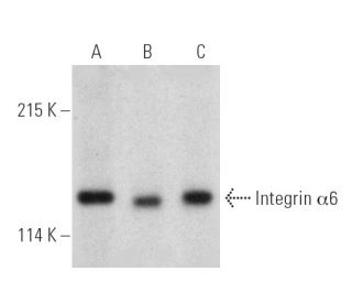 Integrin &alpha;6/ITGA6/CD49f Antibody (F-6) - Western Blotting - Image 389386 