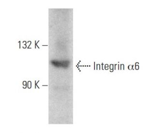 Integrin &alpha;6/ITGA6/CD49f Antibody (GOH3) - Western Blotting - Image 353967 