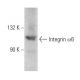 Integrin α6/ITGA6/CD49f Antibody (GOH3) - Western Blotting - Image 353967 