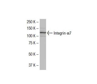 Integrin &alpha;7/ITGA7 Antibody (012-Z) - Western Blotting - Image 33460