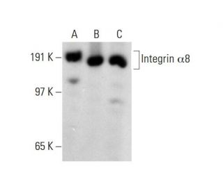 Integrin &alpha;8/ITGA8 Antibody (F-11) - Western Blotting - Image 144949 