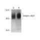 Integrin α9/β1/ITGA9/ITGB1 Antibody (2Q954) - Western Blotting - Image 377073 