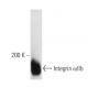 Integrin αIIb/ITGA2B/CD41 Antibody (96-2C1) - Western Blotting - Image 14571