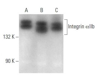 Integrin &alpha;IIb/ITGA2B/CD41 Antibody (A-7) - Western Blotting - Image 354386 