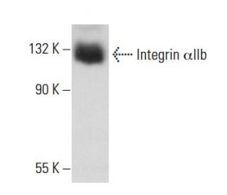 Integrin &alpha;IIb/ITGA2B/CD41 Antibody (B-10) - Western Blotting - Image 84083