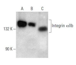 Integrin &alpha;IIb/ITGA2B/CD41 Antibody (B-9) - Western Blotting - Image 354379 