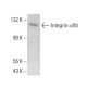 Integrin αIIb/ITGA2B/CD41 Antibody (M-148) - Western Blotting - Image 380635