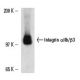 Integrin αIIb/β3/CD41/CD61 Antibody (474) - Western Blotting - Image 14857
