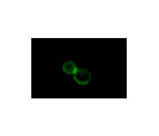 Integrin &alpha;L/ITGAL/CD11a Antibody (16B8) - Immunofluorescence - Image 5207