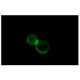 Integrin αL/ITGAL/CD11a Antibody (16B8) - Immunofluorescence - Image 5207