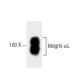Integrin αL/ITGAL/CD11a Antibody (27) - Western Blotting - Image 60330