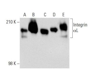 Integrin &alpha;L/ITGAL/CD11a Antibody (27) - Western Blotting - Image 139045 