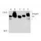 Integrin αL/ITGAL/CD11a Antibody (27) - Western Blotting - Image 139045 