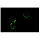 Integrin αL/ITGAL/CD11a Antibody (38) - Immunofluorescence - Image 5206 