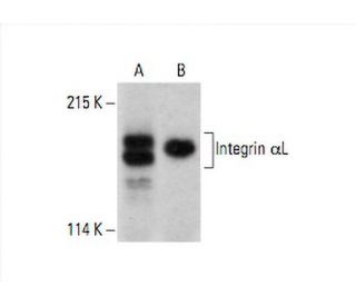 Integrin &alpha;L/ITGAL/CD11a Antibody (C-11) - Western Blotting - Image 392557 