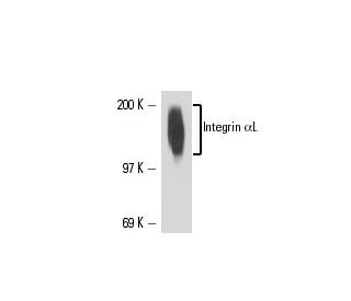 Integrin &alpha;L/ITGAL/CD11a Antibody (CRIS-3) - Western Blotting - Image 16272 