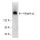 Integrin αL/ITGAL/CD11a Antibody (F-11) - Western Blotting - Image 146802 