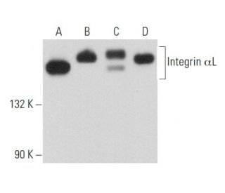 Integrin &alpha;L/ITGAL/CD11a Antibody (F-11) - Western Blotting - Image 357106 