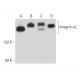 Integrin αL/ITGAL/CD11a Antibody (F-11) - Western Blotting - Image 357106 