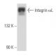 Integrin αL/ITGAL/CD11a Antibody (F-11) - Western Blotting - Image 357142