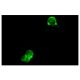 Integrin αL/ITGAL/CD11a Antibody (HI111) - Immunofluorescence - Image 5210