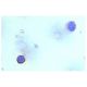 Integrin αL/ITGAL/CD11a Antibody (I21/7) - Immunohistochemistry - Image 5217