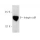 Integrin αM/CD11b Antibody (1B6e) - Western Blotting - Image 5215