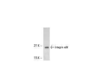 Integrin &alpha;M/CD11b Antibody (2LPM19c) - Western Blotting - Image 11354 