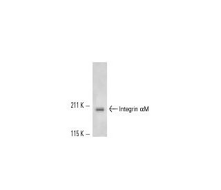 Integrin &alpha;M/CD11b Antibody (44) - Western Blotting - Image 11353 