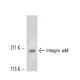Integrin αM/CD11b Antibody (44) - Western Blotting - Image 11353 