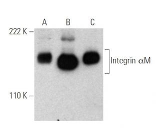 Integrin &alpha;M/CD11b Antibody (A-8) - Western Blotting - Image 378352 
