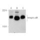 Integrin αM/CD11b Antibody (A-8) - Western Blotting - Image 378352 