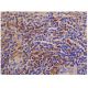 Integrin αM/CD11b Antibody (VIM12) - Immunohistochemistry - Image 287087